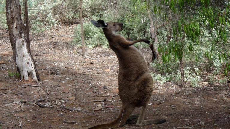 K&auml;ngurus in Wilpena